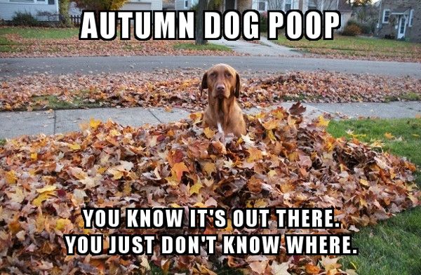 AL3 Autumn Leaves Dog Poop